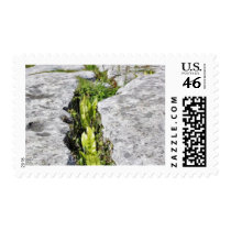 Burren Plants Limestone Rocks Postage Stamps