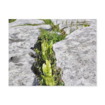 Burren Plants Limestone Rocks Postcard