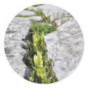 Burren Plants Limestone Rocks stickers by lifesphere Burren Plants Limestone Rocks stickers