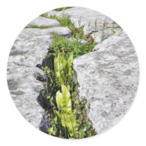 Burren Plants Limestone Rocks Stickers