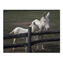 Burro barroco postal