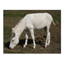 Burro barroco tarjetas postales