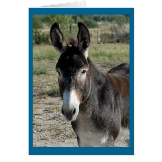 Donkey Photo Blank Note Cards