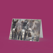 Burro Greeting Card