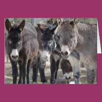 Burro Greeting Card cards