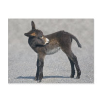 Burro Postcard