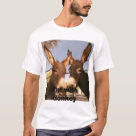 postcard - Donkeys from avenida revolucion in TJ mexico, fun pictures