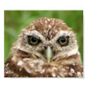 Burrowing Owl #2 posters