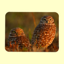 burrowing owl couple magnets