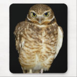 Burrowing Owl mousepads