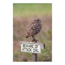 Burrowing Owls 05-09 011 posters by s2keepup Burrowing Owls 05-09 011 posters