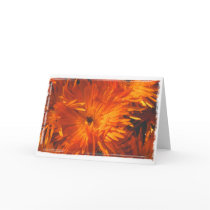 Burst of Orange cards by pawtracks Burst of Orange cards