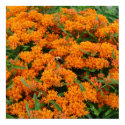 Burst of Orange Flowers posters by Sanjo_Gallery Burst of Orange Flowers posters