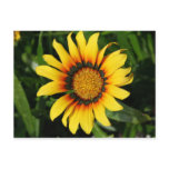 Burst of Sun Postcard