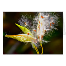 Bursting Beauty Cards