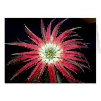 Bursting Bromeliad Greeting Card