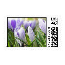 Bursting Into Blossom - Crocuses! Postage Stamps