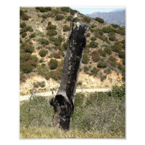 Burt Tree In Griffith Park