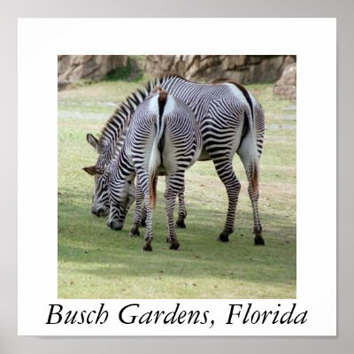Busch Gardens, Florida Print