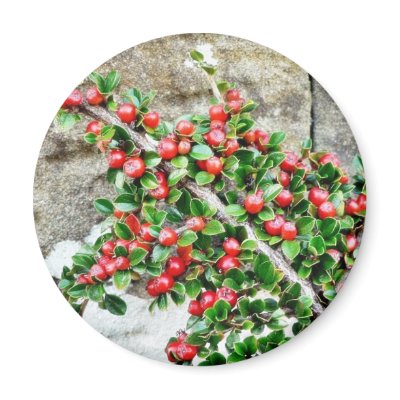 Bush Branch With Red Berries Magnets by lifesphere