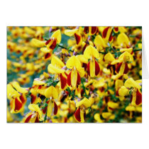 Bush In Blossom cards