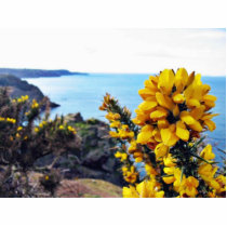 Bush In Blossom On The Jersey Coast photo sculptures