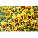 Bush In Blossom Acrylic Cut Outs