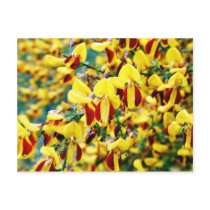 Bush In Blossom Post Card