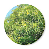 Bush With Sharp Leaves And Yellow Flowers magnets