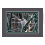 Bushtit_8626 Card