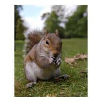 Bushy Park Squirrel, by Gary Dorking Print