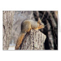 bushy tail card