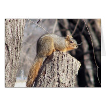 bushy tail card
