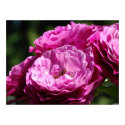 Business Art Rose Purple Pink 1 Roses Rose Garden posters by Basleeartprintgifts Business Art Rose Purple Pink 1 Roses Rose Garden posters