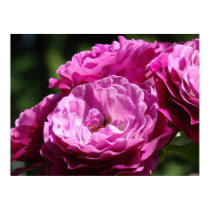 Business Art Rose Purple Pink 1 Roses Rose Garden posters by Basleeartprintgifts Business Art Rose Purple Pink 1 Roses Rose Garden posters