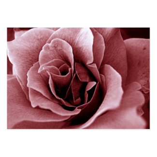  profilecard