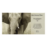Business card profile safari hunting game lodges personalized photo card