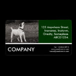Business Photo - Dog Agog labels