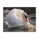 Busking Swan Post Cards