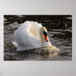 Busking Swan Print