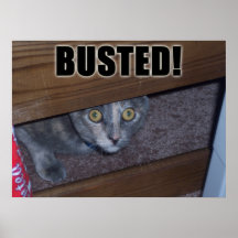 Busted Kitty Poster