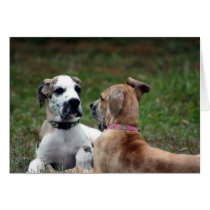 buster and jade 3 card