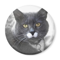BUSTER magnets by poartry23 BUSTER magnets