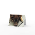 Buster Notecard by TheMoopies Buster Notecard