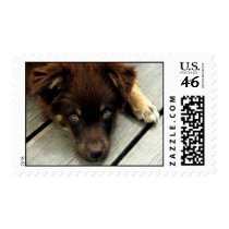 Buster Stamp