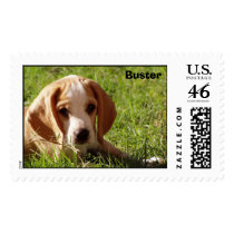 Buster the Lemon Beagle Stamp