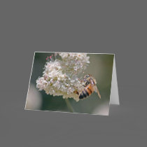 Busy as a Bee Card