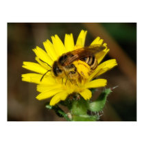 Busy as a Bee posters