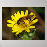 Busy as a Bee Posters
