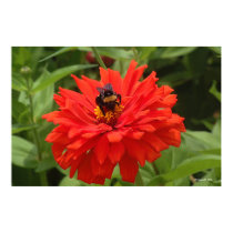 Busy As A Bee posters by StarLily Busy As A Bee posters